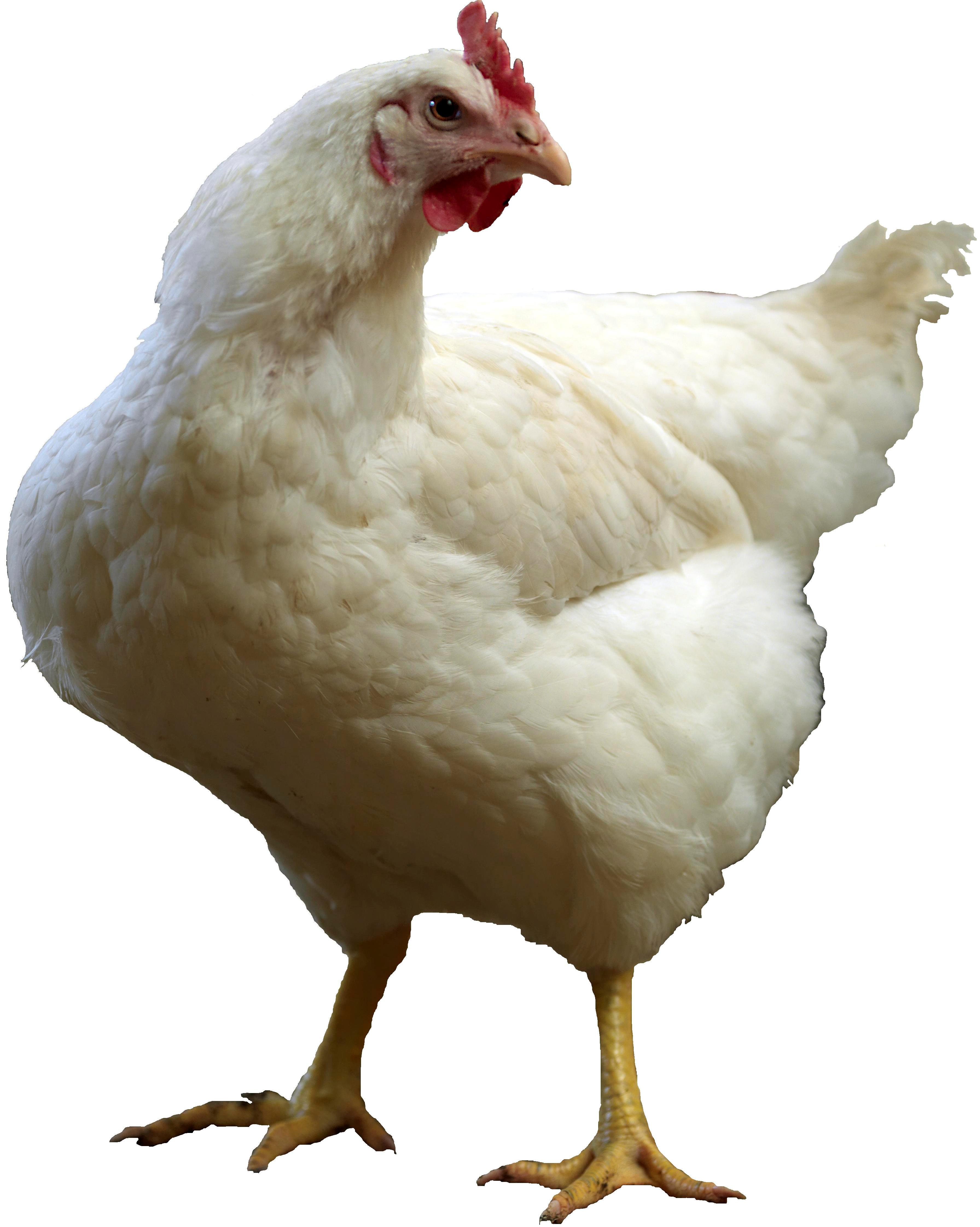 sagittas chickens